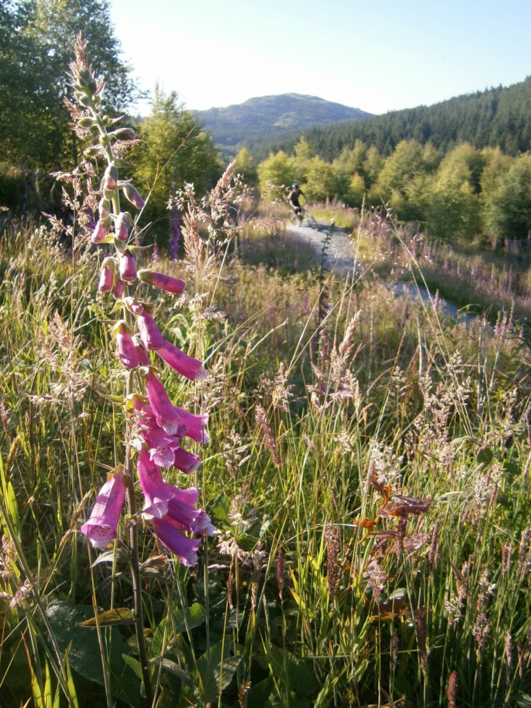 Summer at Coed y Brenin - like South Africa with foxgloves.